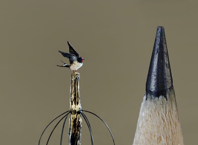 Tiny Birds (18 pics)