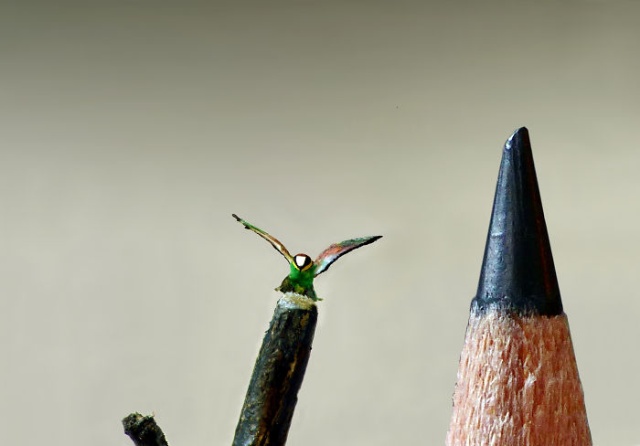 Tiny Birds (18 pics)