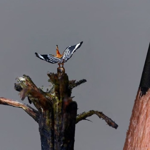 Tiny Birds (18 pics)
