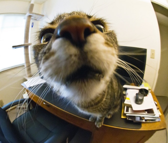 cat on head for facebook camera