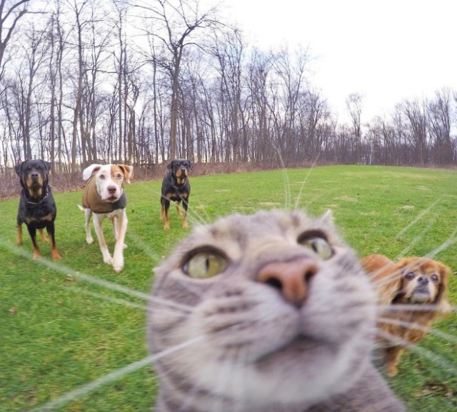 Curious Cats Bumping Into Cameras (20 pics)