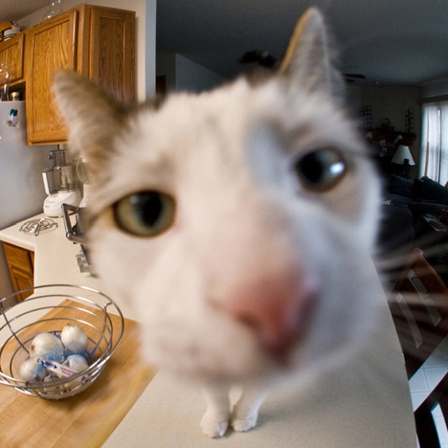 Curious Cats Bumping Into Cameras (20 pics)