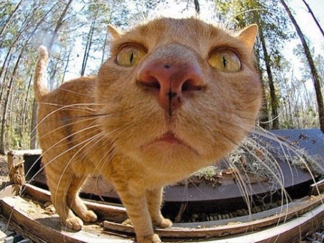 Curious Cats Bumping Into Cameras (20 pics)