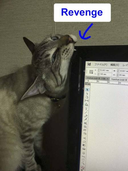 Cats Destroy Keyboards (18 pics)