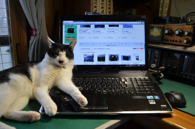 Cats Destroy Keyboards (18 pics)