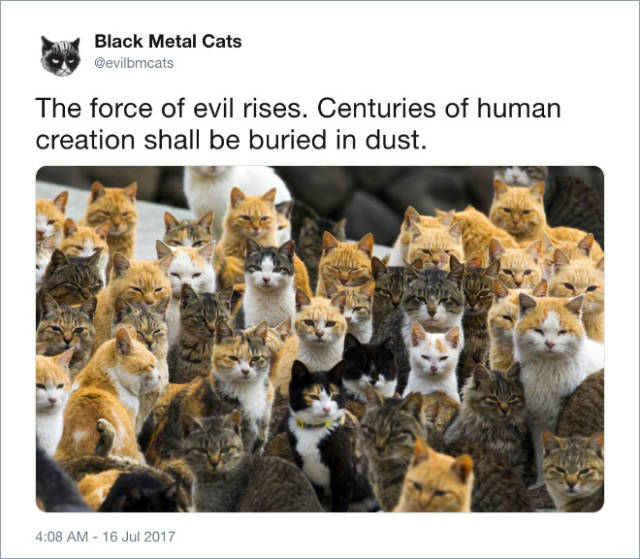 Black Metal Cats (20 pics)