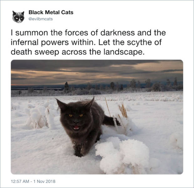 Black Metal Cats (20 pics)