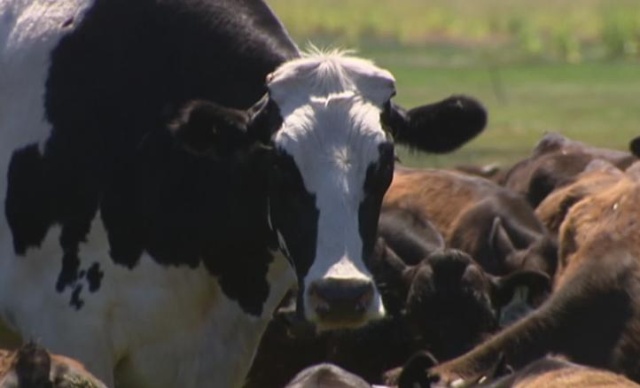 Seven-year-old Cow From Australia Whose Size Saved Him From The Slaughterhouse (8 pics)
