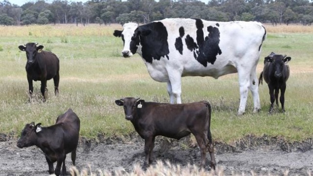 Seven-year-old Cow From Australia Whose Size Saved Him From The Slaughterhouse (8 pics)