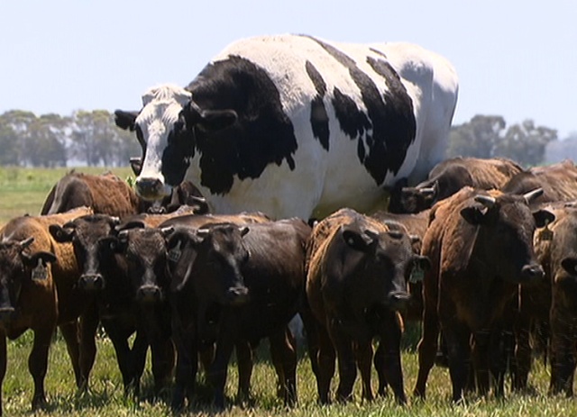 Seven-year-old Cow From Australia Whose Size Saved Him From The Slaughterhouse (8 pics)