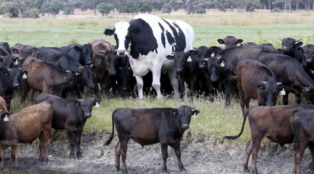 Seven-year-old Cow From Australia Whose Size Saved Him From The Slaughterhouse (8 pics)