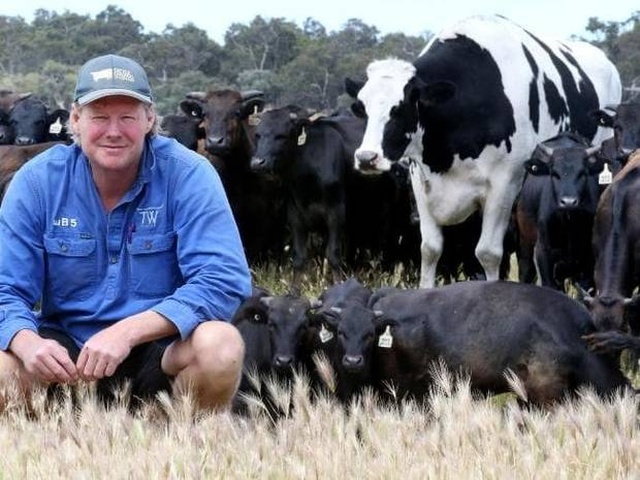 Seven-year-old Cow From Australia Whose Size Saved Him From The Slaughterhouse (8 pics)