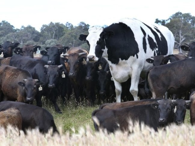 Seven-year-old Cow From Australia Whose Size Saved Him From The Slaughterhouse (8 pics)