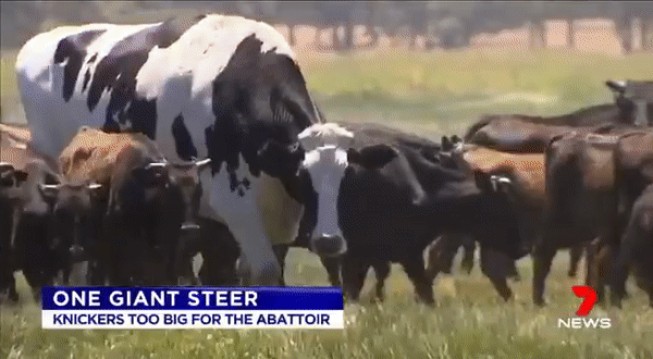 Seven-year-old Cow From Australia Whose Size Saved Him From The Slaughterhouse (8 pics)