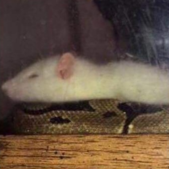 Snake And Mouse Became Friends (3 pics)