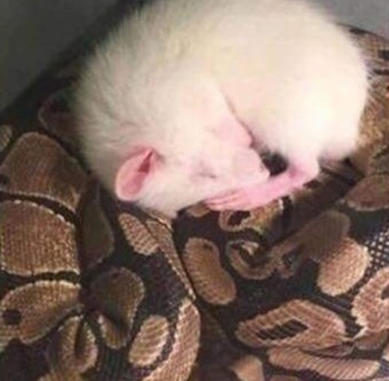 Snake And Mouse Became Friends (3 pics)