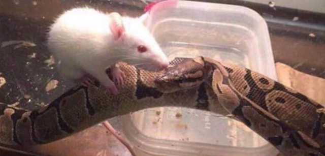 Snake And Mouse Became Friends (3 pics)