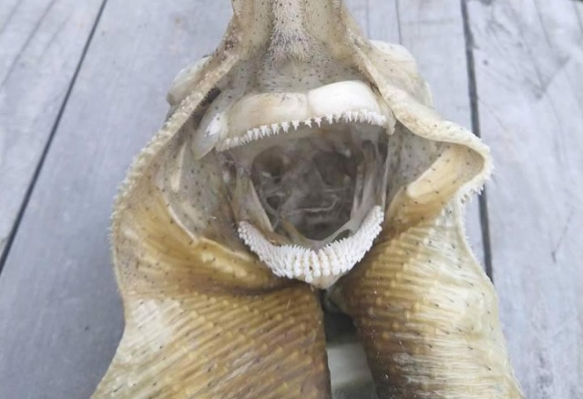 Mystery Sea Creature Found Washed Up On New Zealand Beach (5 pics)
