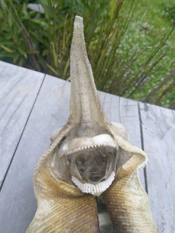 Mystery Sea Creature Found Washed Up On New Zealand Beach (5 pics)