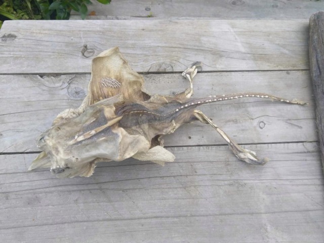 Mystery Sea Creature Found Washed Up On New Zealand Beach (5 pics)