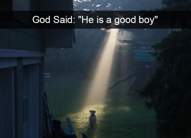 Dogs Of Snapchat (14 pics)