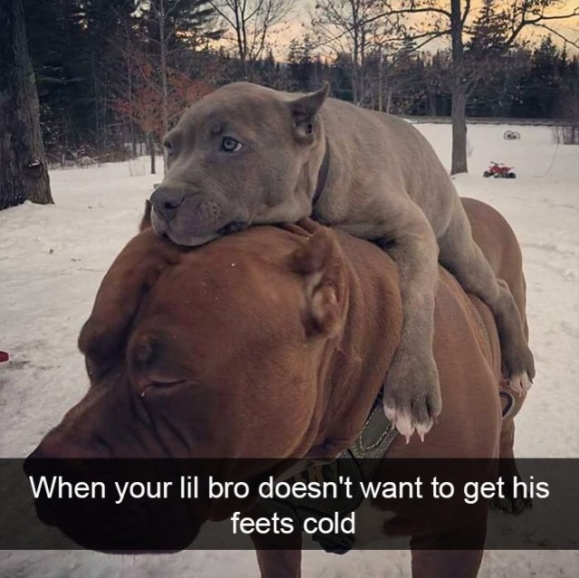 Dogs Of Snapchat (14 pics)