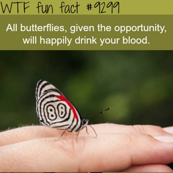 Interesting Facts (19 pics)