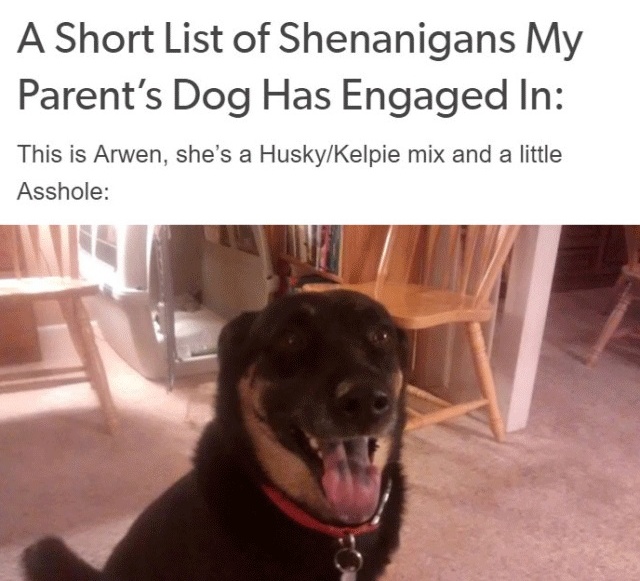 Person Gets A Service Dog Trained In Prison, Discovers How Naughty She Is (15 pics)