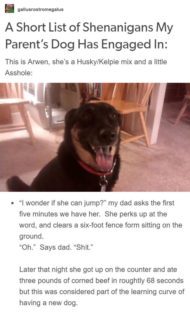 Person Gets A Service Dog Trained In Prison, Discovers How Naughty She Is (15 pics)