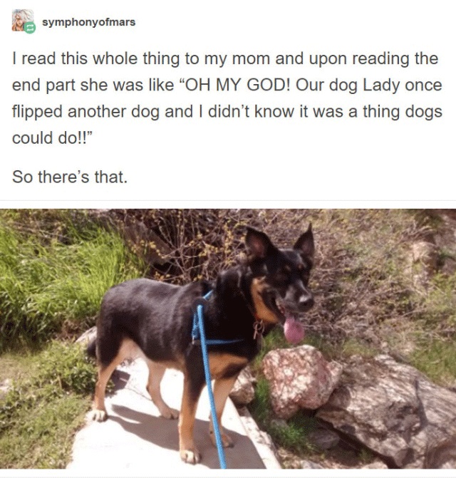 Person Gets A Service Dog Trained In Prison, Discovers How Naughty She Is (15 pics)