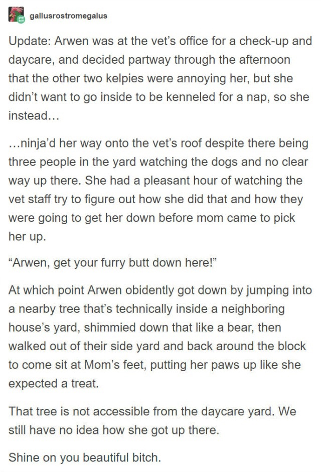 Person Gets A Service Dog Trained In Prison, Discovers How Naughty She Is (15 pics)