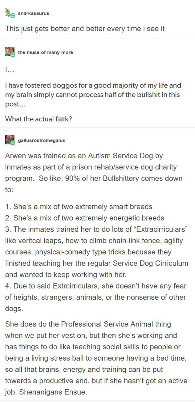 Person Gets A Service Dog Trained In Prison, Discovers How Naughty She Is (15 pics)