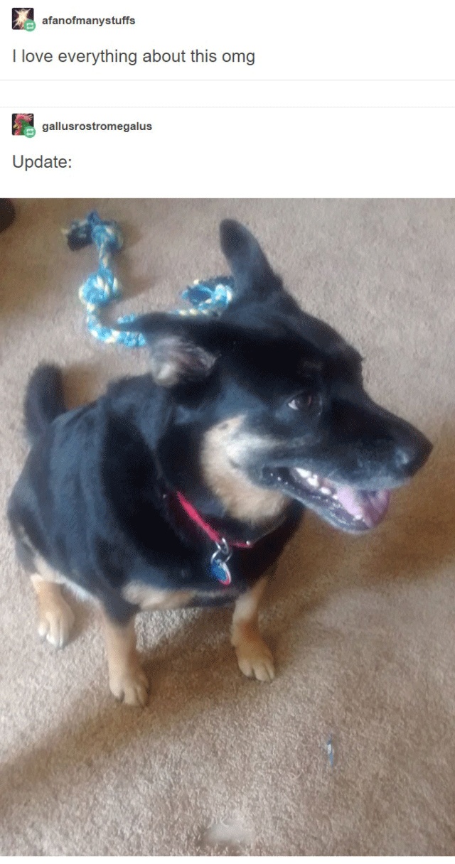 Person Gets A Service Dog Trained In Prison, Discovers How Naughty She Is (15 pics)