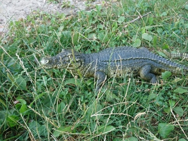 Toss That Gator
