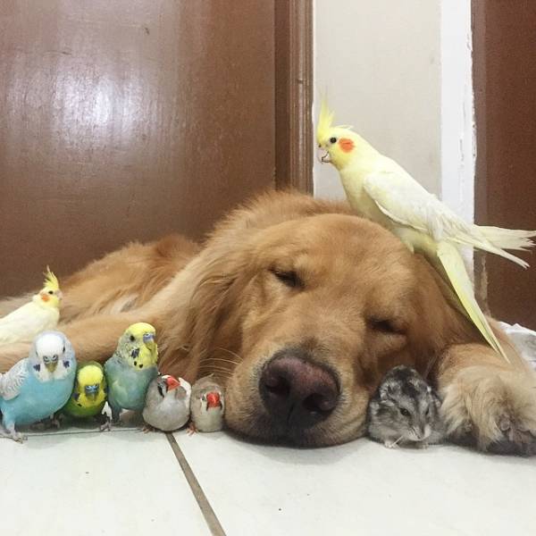 Animal Friendship (30 pics)