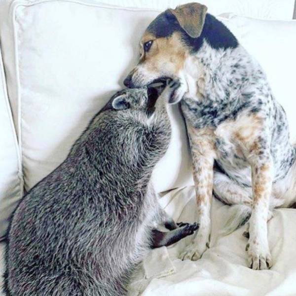 Animal Friendship (30 pics)