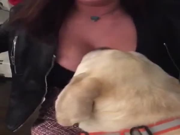 The Dog Knows What's Up