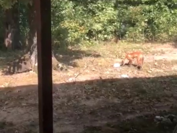 Cat Attacks Fox