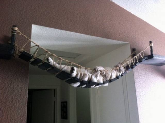 Funny Animals (44 pics)