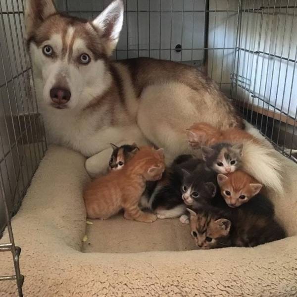 Funny Animals (44 pics)