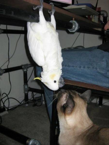 Funny Animals (44 pics)