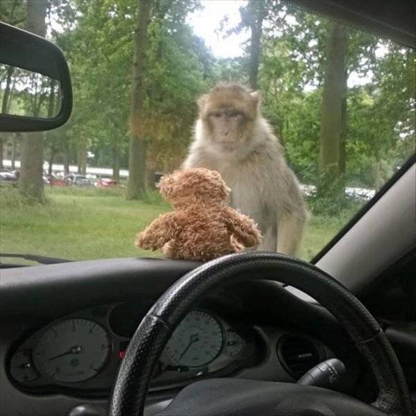 Funny Animals (44 pics)