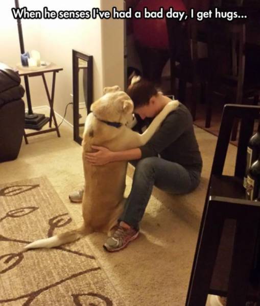 Funny Animals (44 pics)