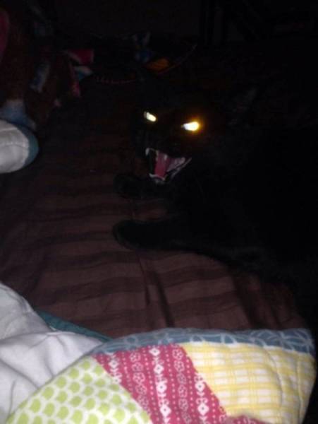 Funny Animals (44 pics)