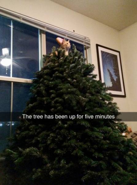 Funny Animals (44 pics)
