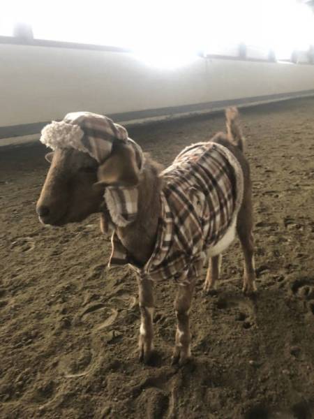 Funny Animals (44 pics)