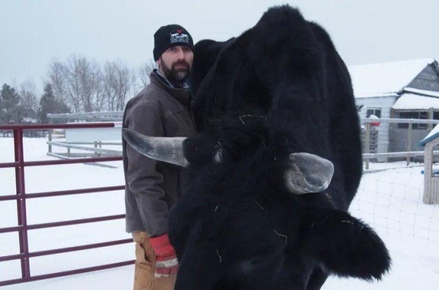 A Big Black Cow Named Dozer (3 pics)