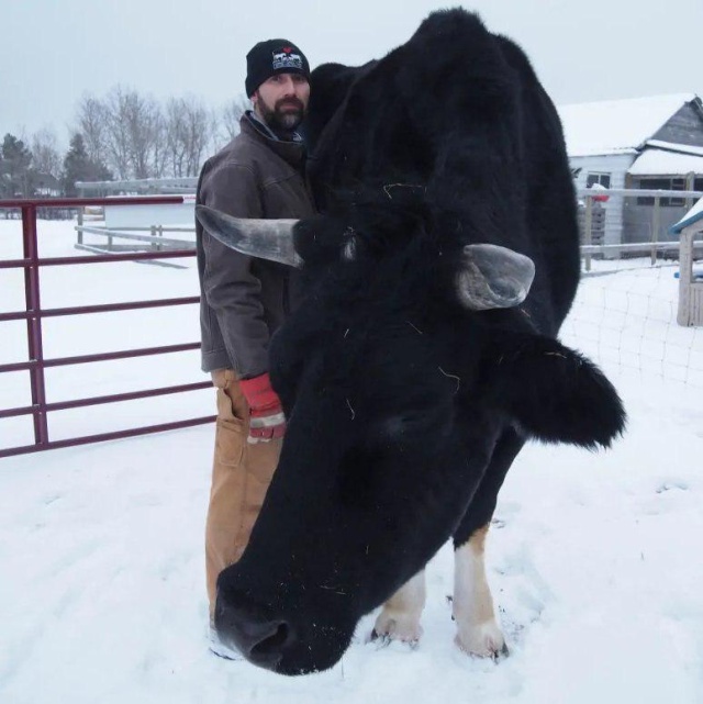 A Big Black Cow Named Dozer (3 pics)