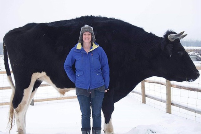 A Big Black Cow Named Dozer (3 pics)