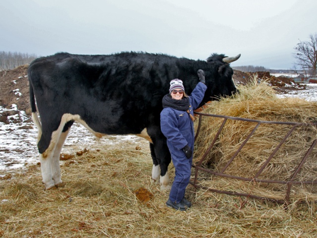 A Big Black Cow Named Dozer (3 pics)